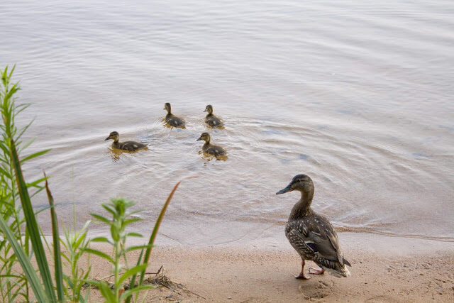 A duck family paddling just off the beach in the evening quiet
